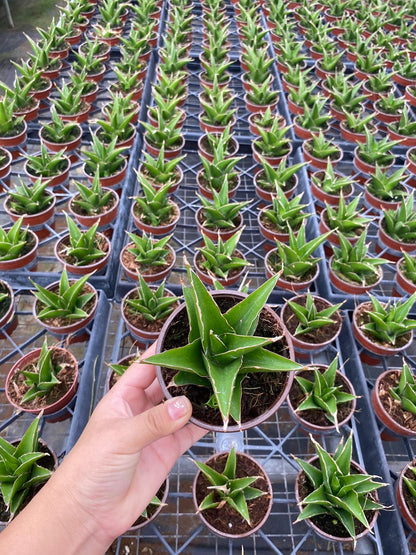 Sansevieria Green Tower Plant | Snake Plant Indoor Easy Care