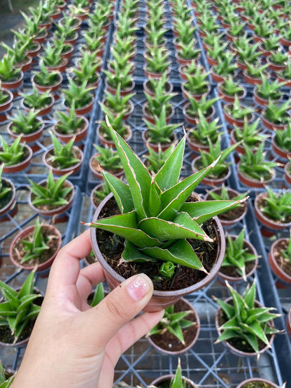 Sansevieria Green Tower Plant | Snake Plant Indoor Easy Care
