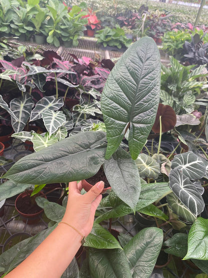 Alocasia Scalprum Rare Jewel Live Plant