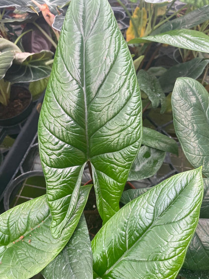 Alocasia Scalprum Rare Jewel Live Plant