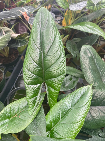 Alocasia Scalprum Rare Jewel Live Plant