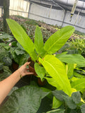 Philodendron Golden Melinonii