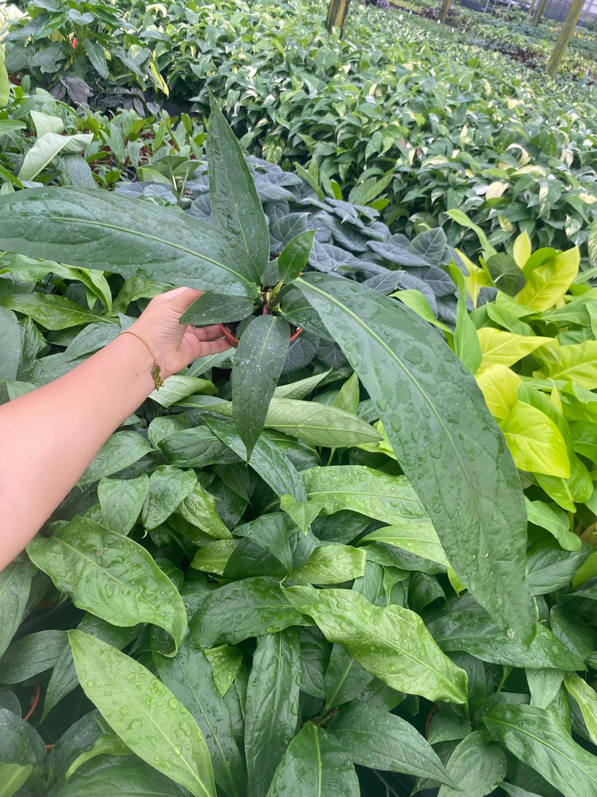 Anthurium Big Bill – Coollective Plants