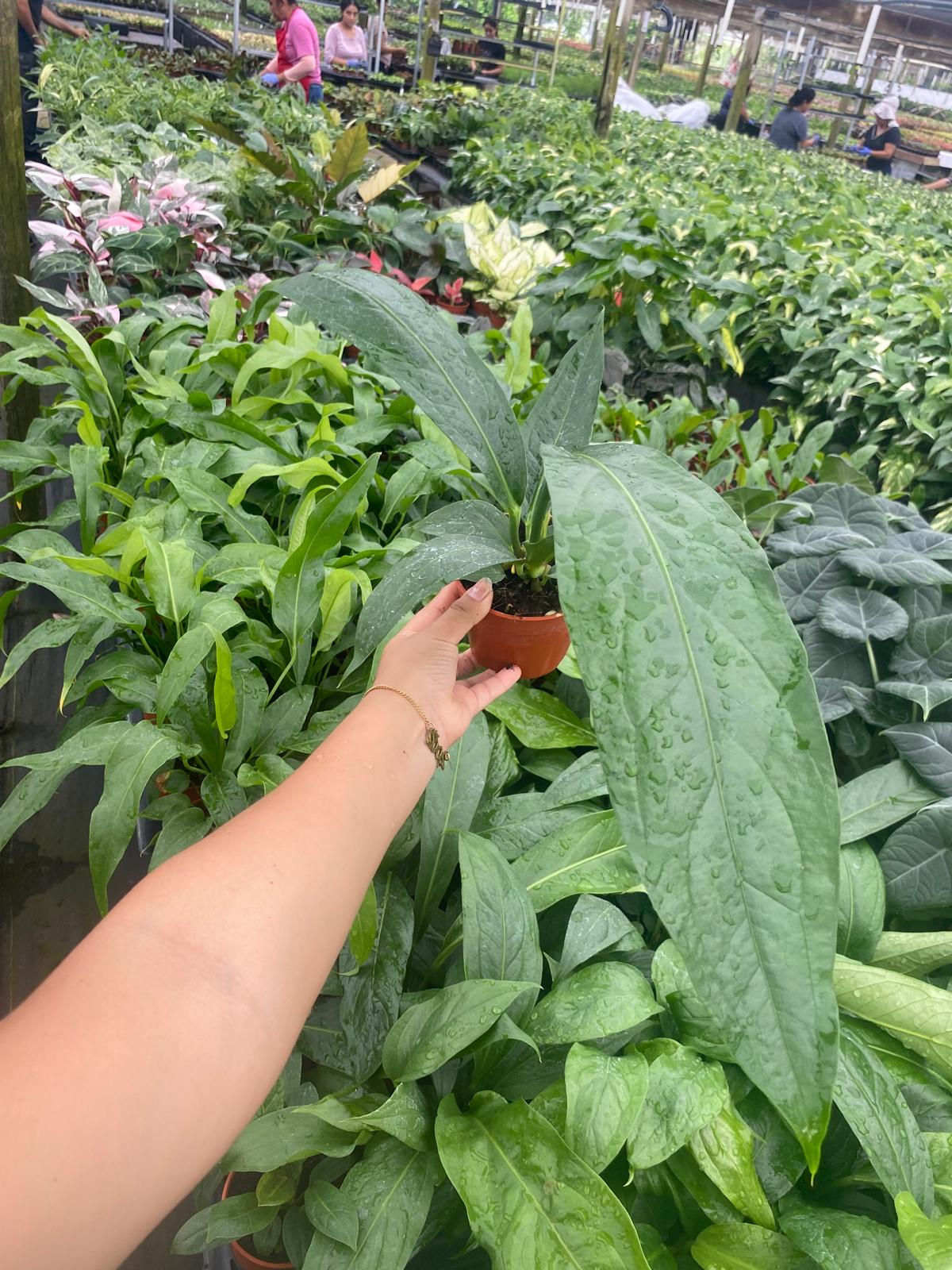 Anthurium Big Bill – Coollective Plants