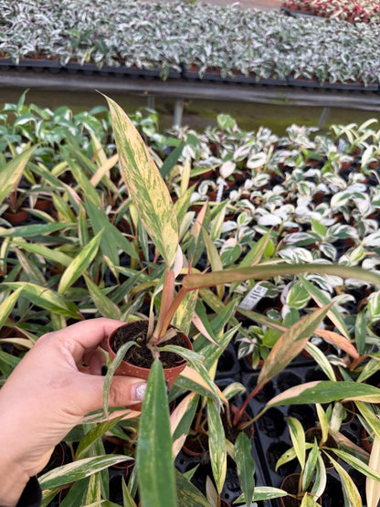 Philodendron Caramel Marble Plant | Rare Variegated Aroid | Slow-Growing Collector Philodendron | Live 2" Tropical Houseplant
