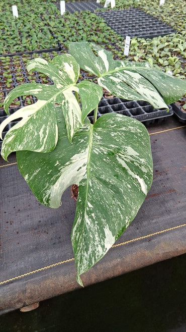 4" Monstera Albo Variegated