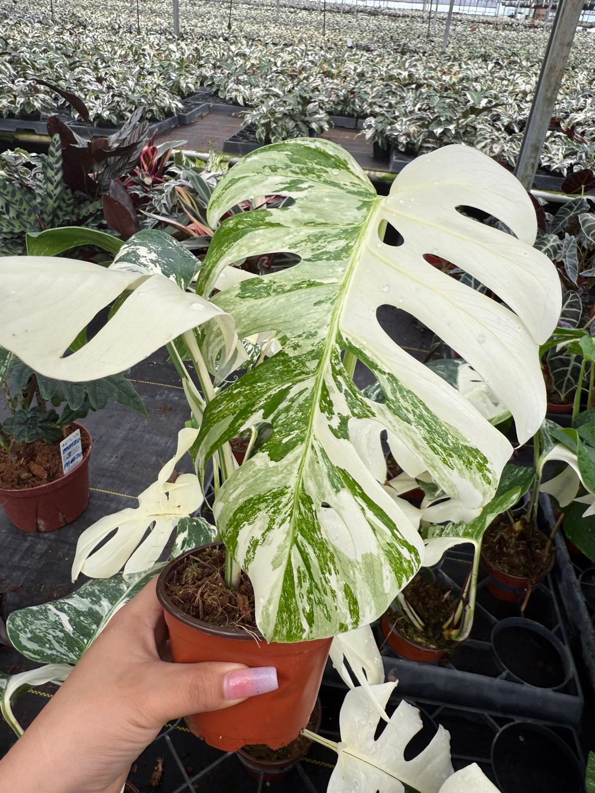 4" Variegated Monstera Albo
