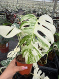 4" Variegated Monstera Albo