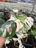 4" Variegated Monstera Albo