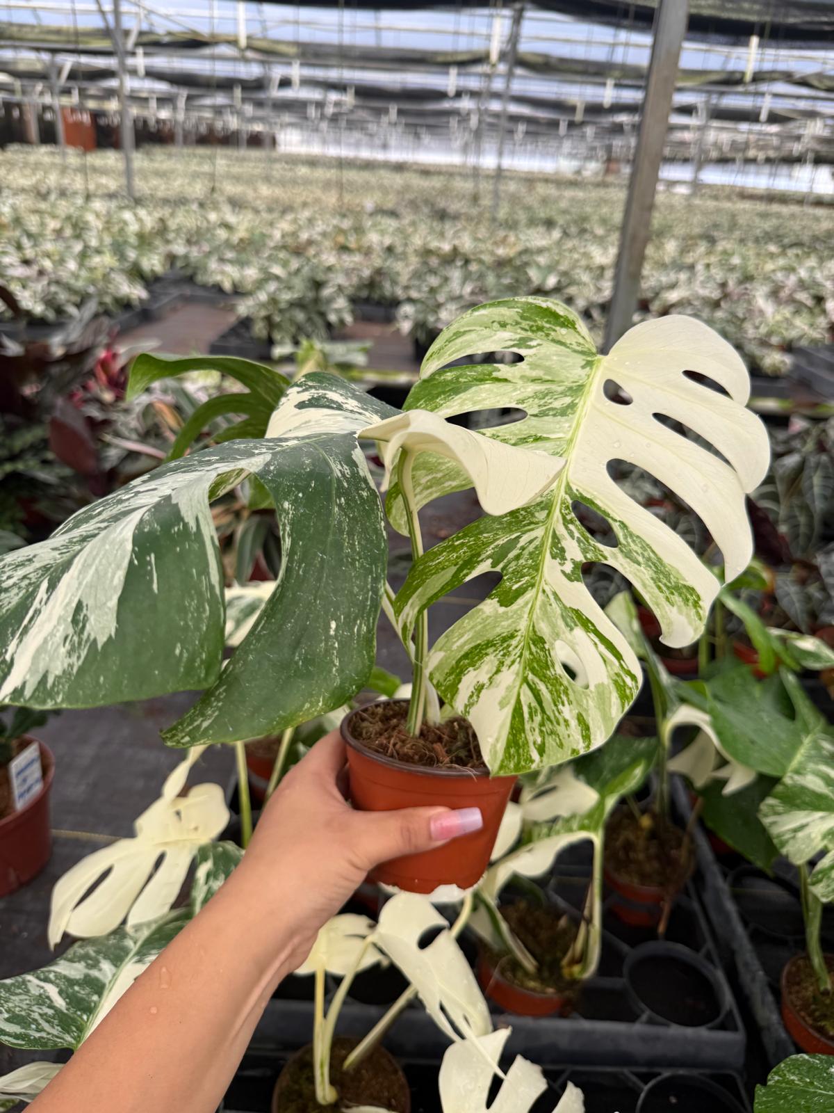 4" Variegated Monstera Albo