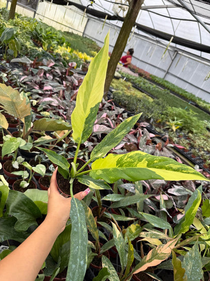 4" Pot Philodendron Olympia Variegated