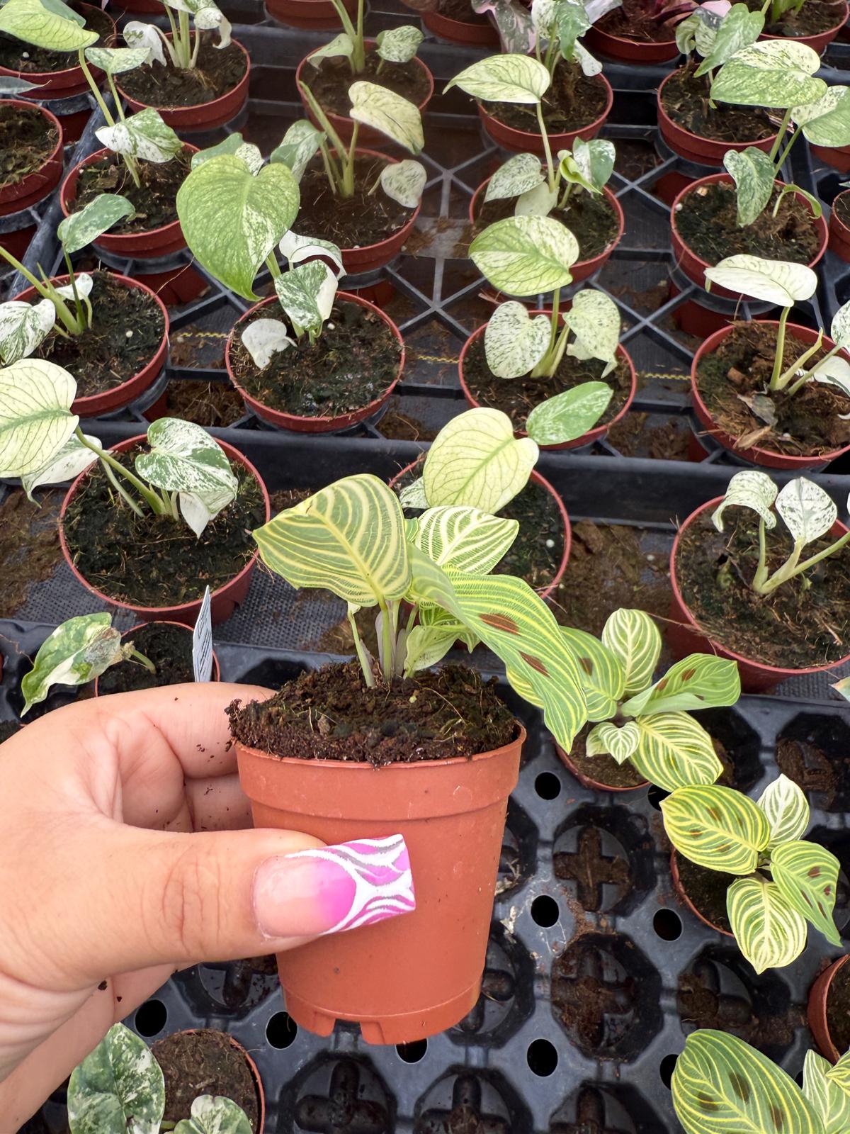 2" Pot Maranta Golden Vein