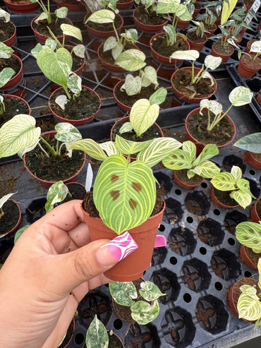 2" Pot Maranta Golden Vein