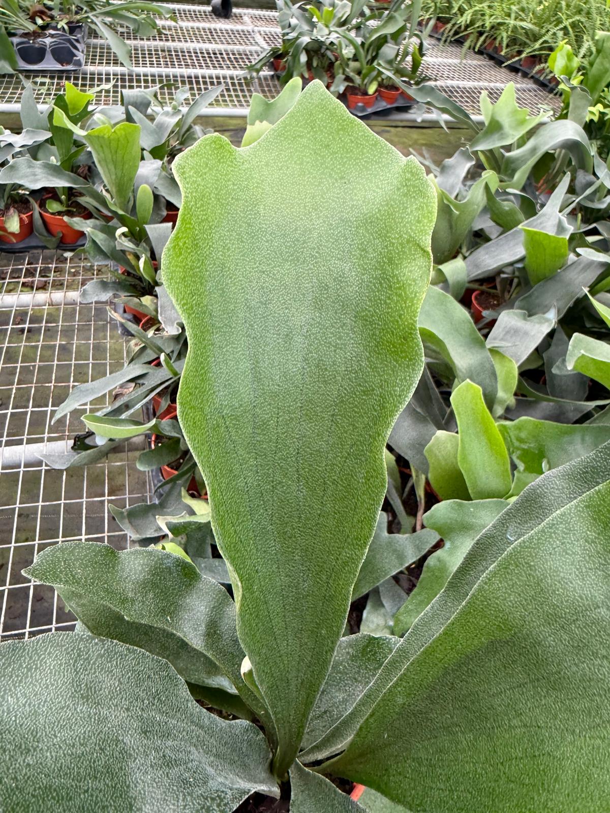 Platycerium veitchii (Silver Staghorn Fern)