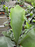 Platycerium veitchii (Silver Staghorn Fern)