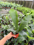 Platycerium veitchii (Silver Staghorn Fern)