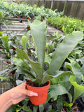 Platycerium veitchii (Silver Staghorn Fern)