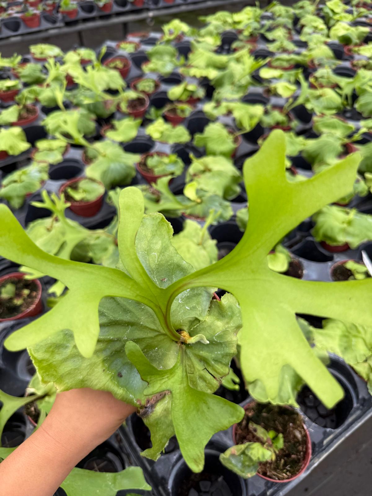 4" Pot Platycerium ridleyi (Ridley's Staghorn Fern)