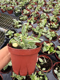 4" Pot Dischidia Oiantha Variegata