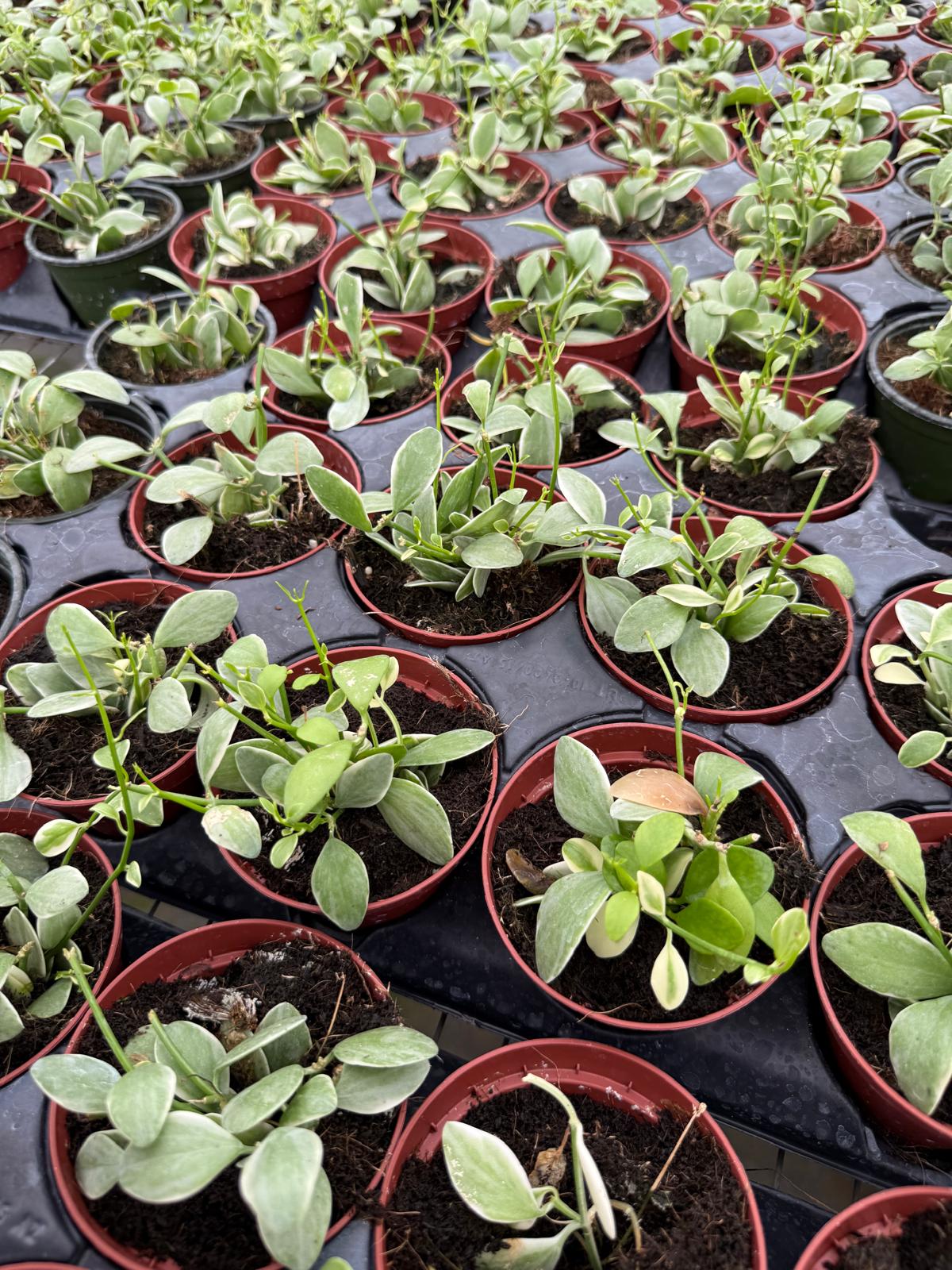 4" Pot Dischidia Oiantha Variegata