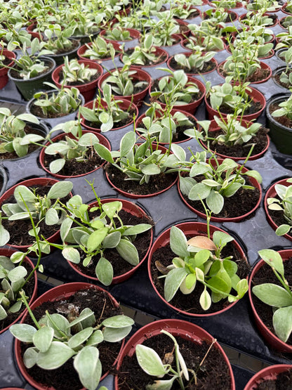 4" Pot Dischidia Oiantha Variegata