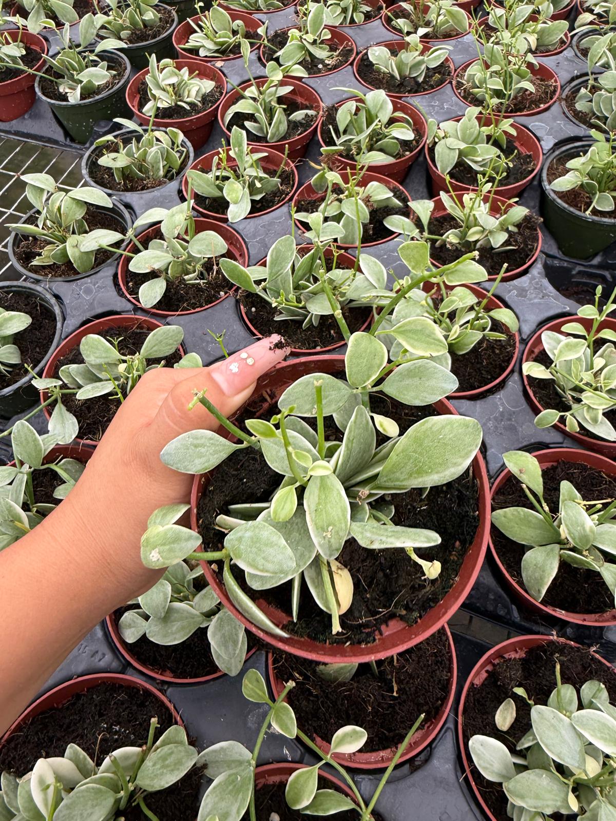 4" Pot Dischidia Oiantha Variegata