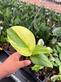 Scindapsus Rubicon Variegated