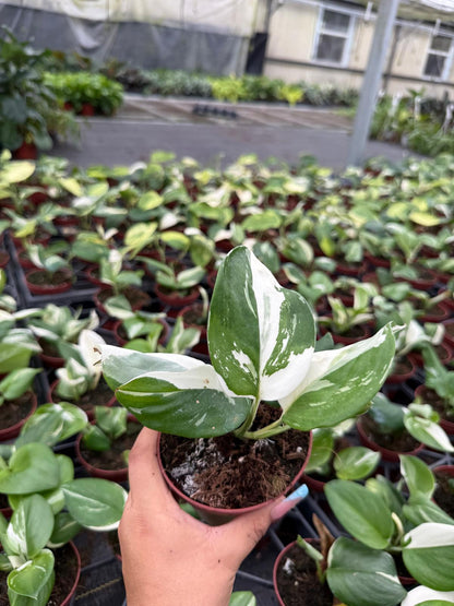 4" Scindapsus Treubii Moonlight Variegated