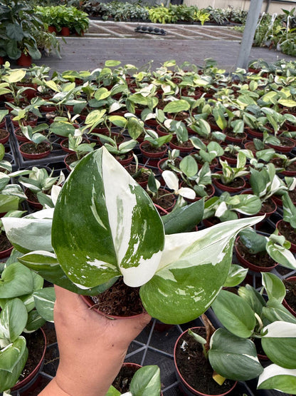 4" Scindapsus Treubii Moonlight Variegated