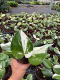4" Scindapsus Treubii Moonlight Variegated