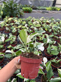 4" Scindapsus Treubii Moonlight Variegated