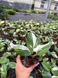 4" Scindapsus Treubii Moonlight Variegated