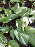 4" Scindapsus Treubii Moonlight Variegated