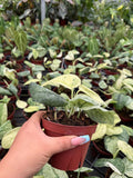 4" Pot Scindapsus Peasun