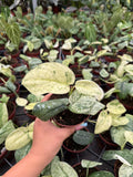 4" Pot Scindapsus Peasun