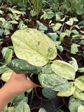 4" Pot Scindapsus Peasun