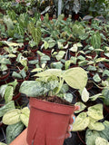 4" Pot Scindapsus Peasun