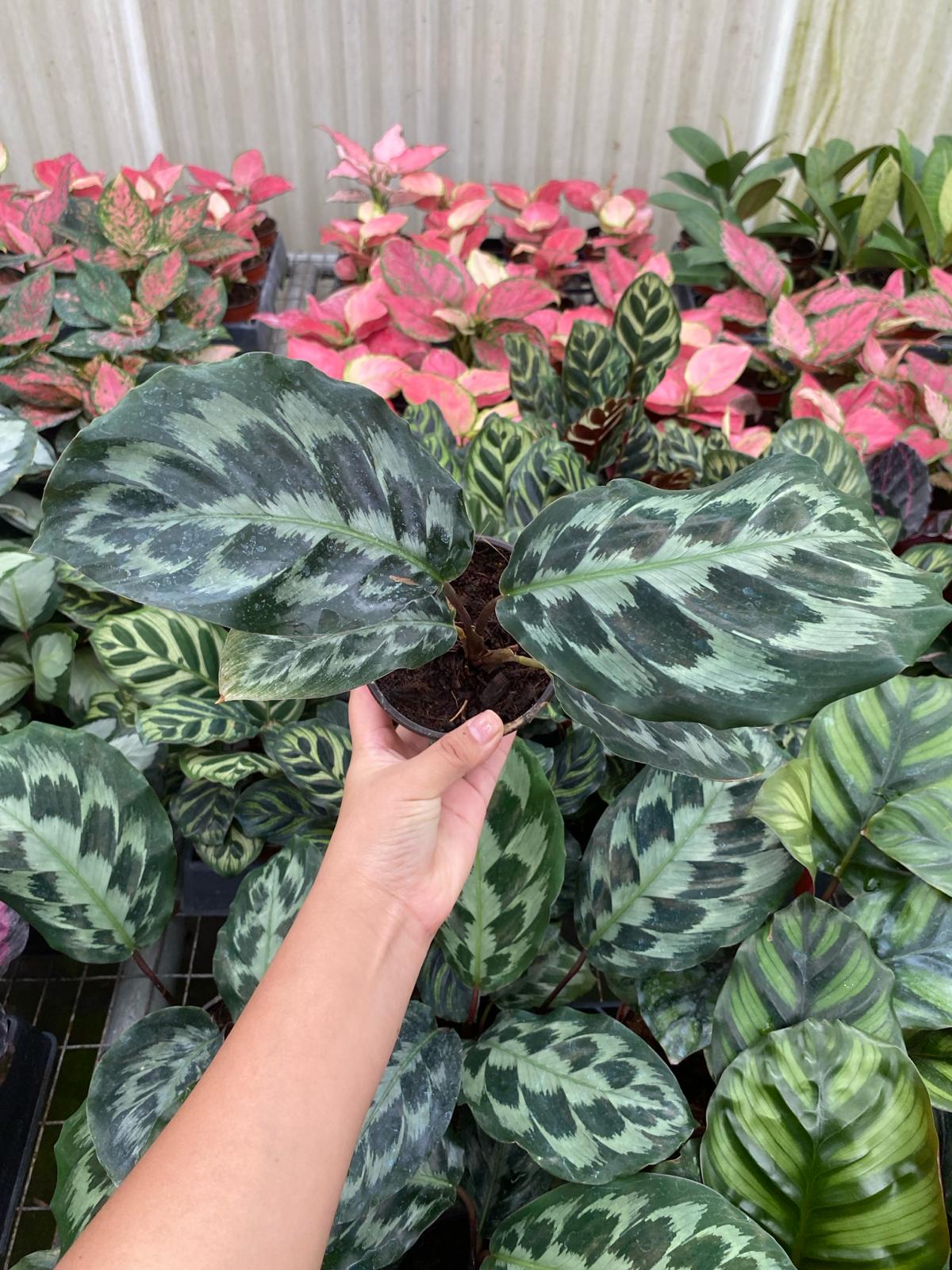 Calathea "Helen Kennedy"