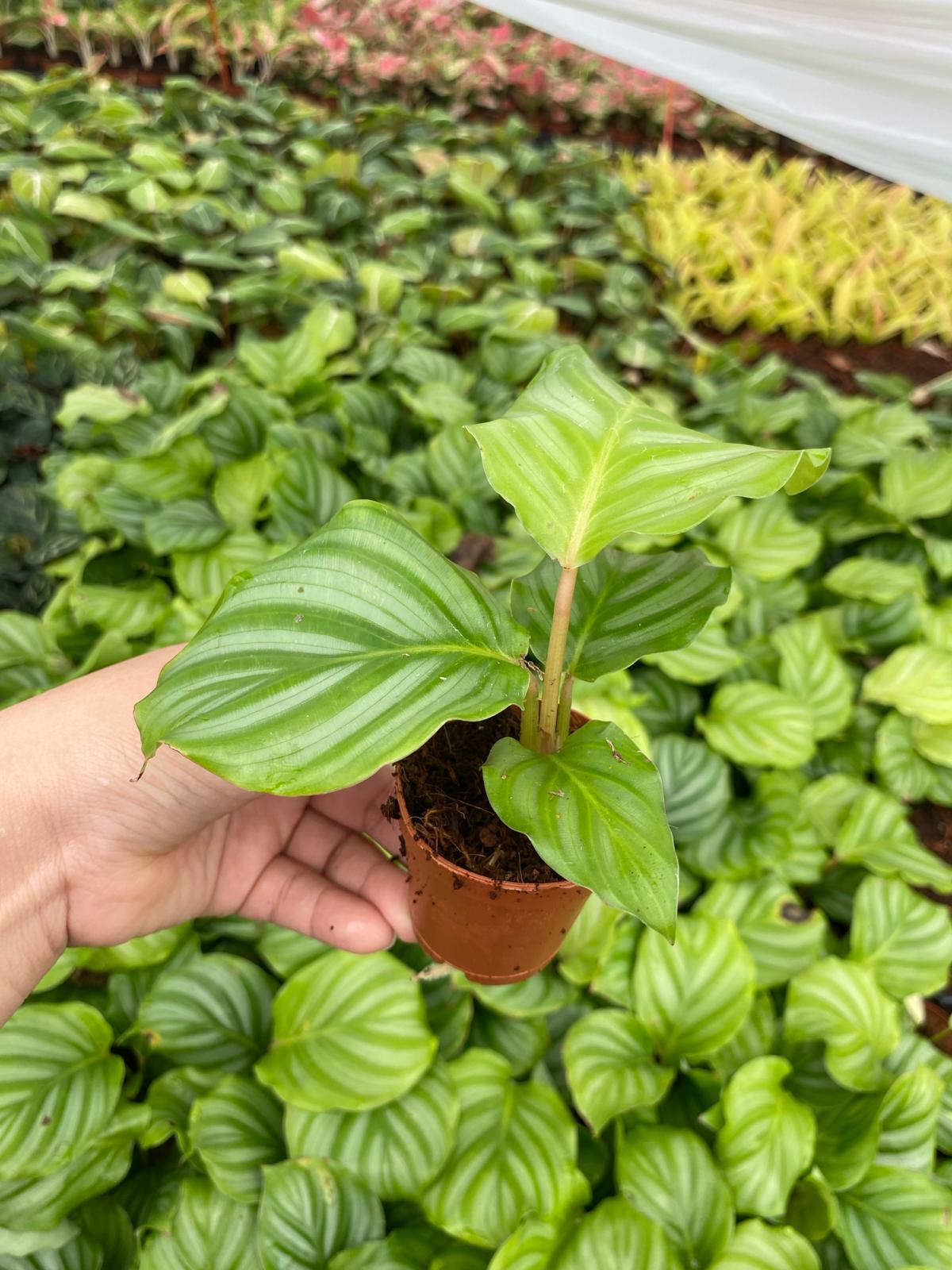 calathea watermelon Calathea Orbifolia (Watermelon)