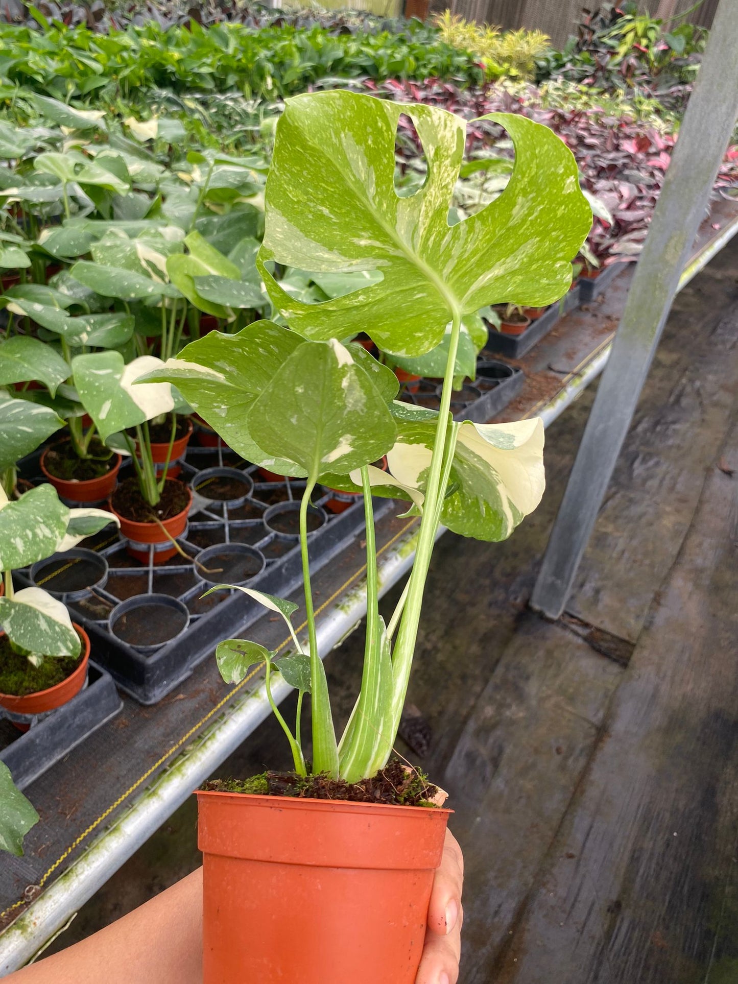 Monstera Thai Constellation