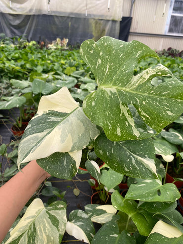 Monstera Thai Constellation