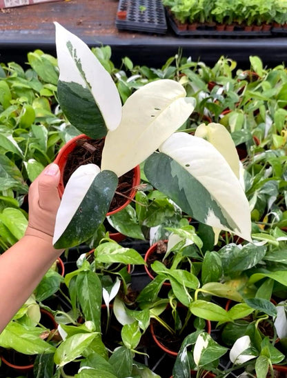 Epipremnum Pinnatum Albo Variegated | Rare White Variegated Climbing Pothos | Fenestrating Aroid Indoor Plant | Live 4" Collector Plant