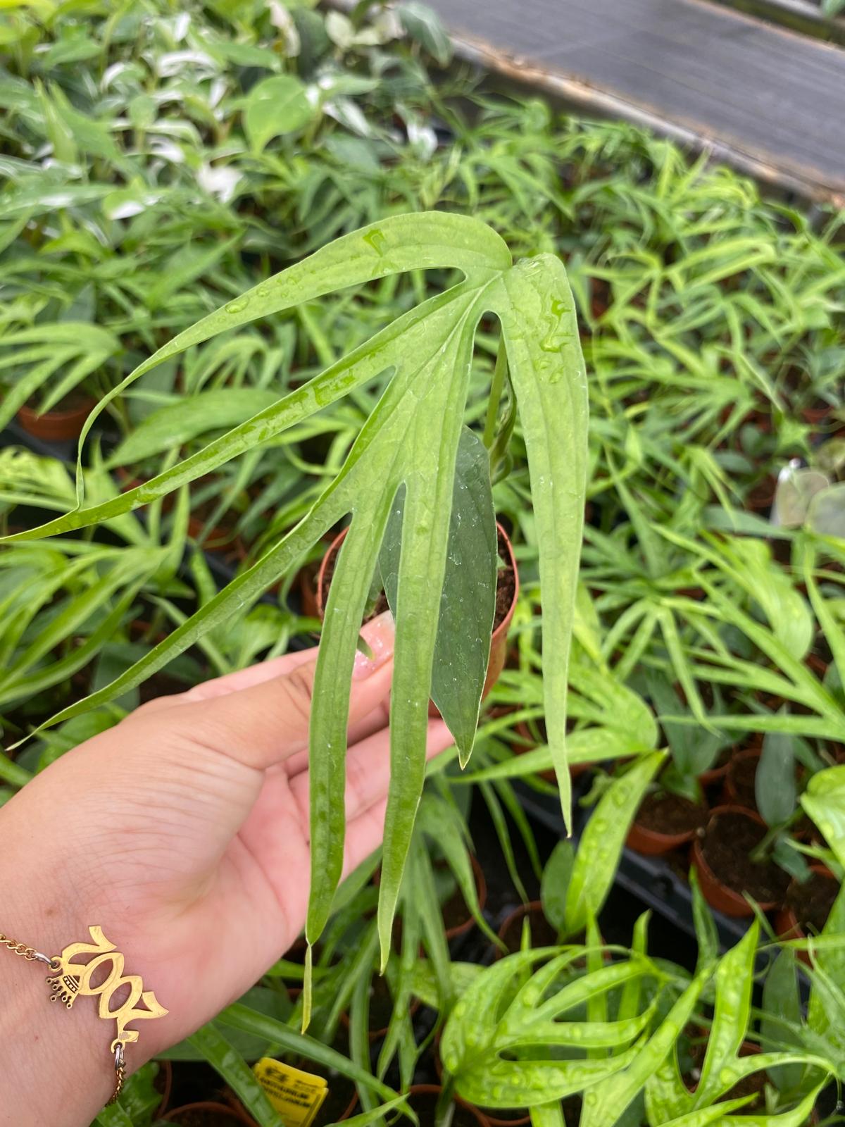 Amydrium Zippelianum 2 Inch Plant | Rare Climbing Aroid