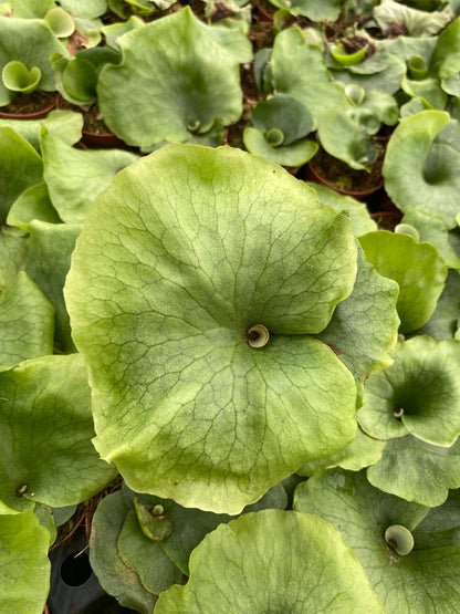 Platycerium Wandae