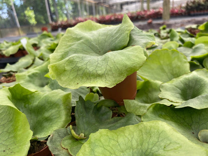 Platycerium Wandae