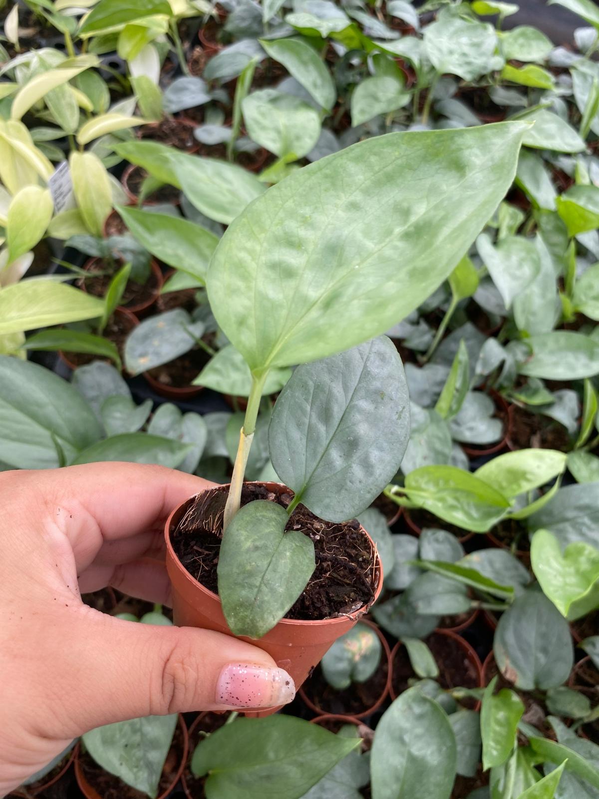 Amydrium Spiderman 2 Inch Plant | Rare Silver Climbing Aroid