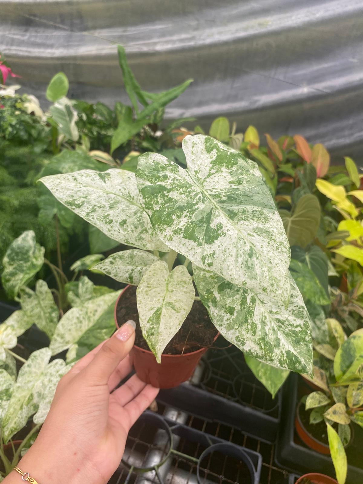 Alocasia odora ‘Batik’ Variegated