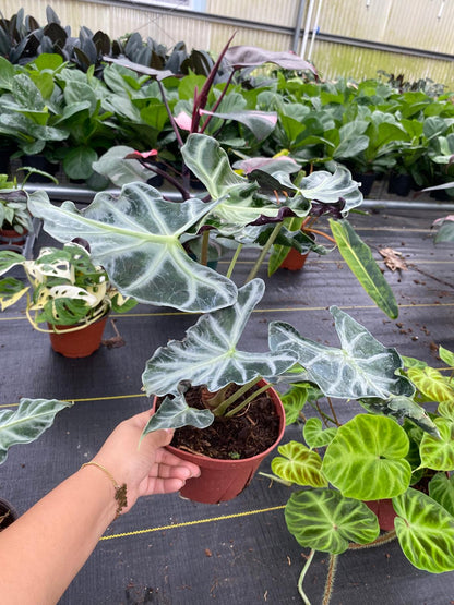 Alocasia Loco Rare Live Plant