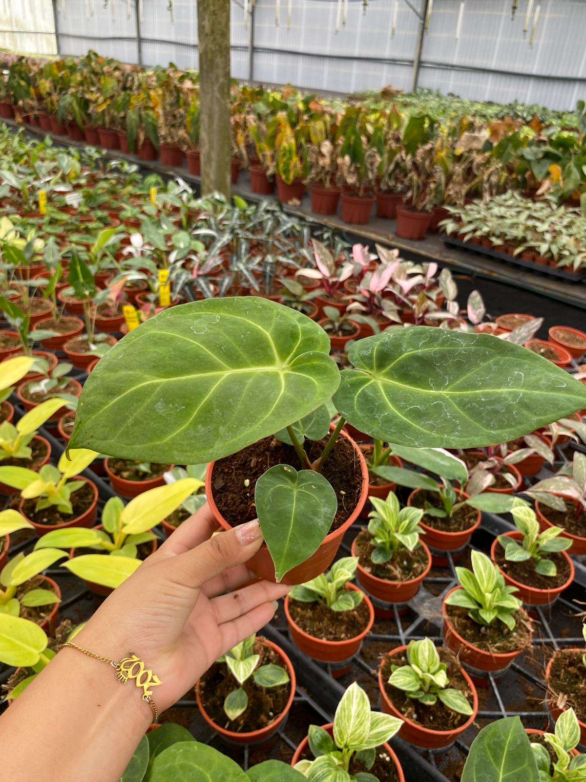 Anthurium Dorayaki 2 Inch Plant | Rare Velvet Round Leaf Anthurium