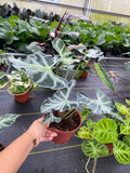 Alocasia Loco "Rare Plant"